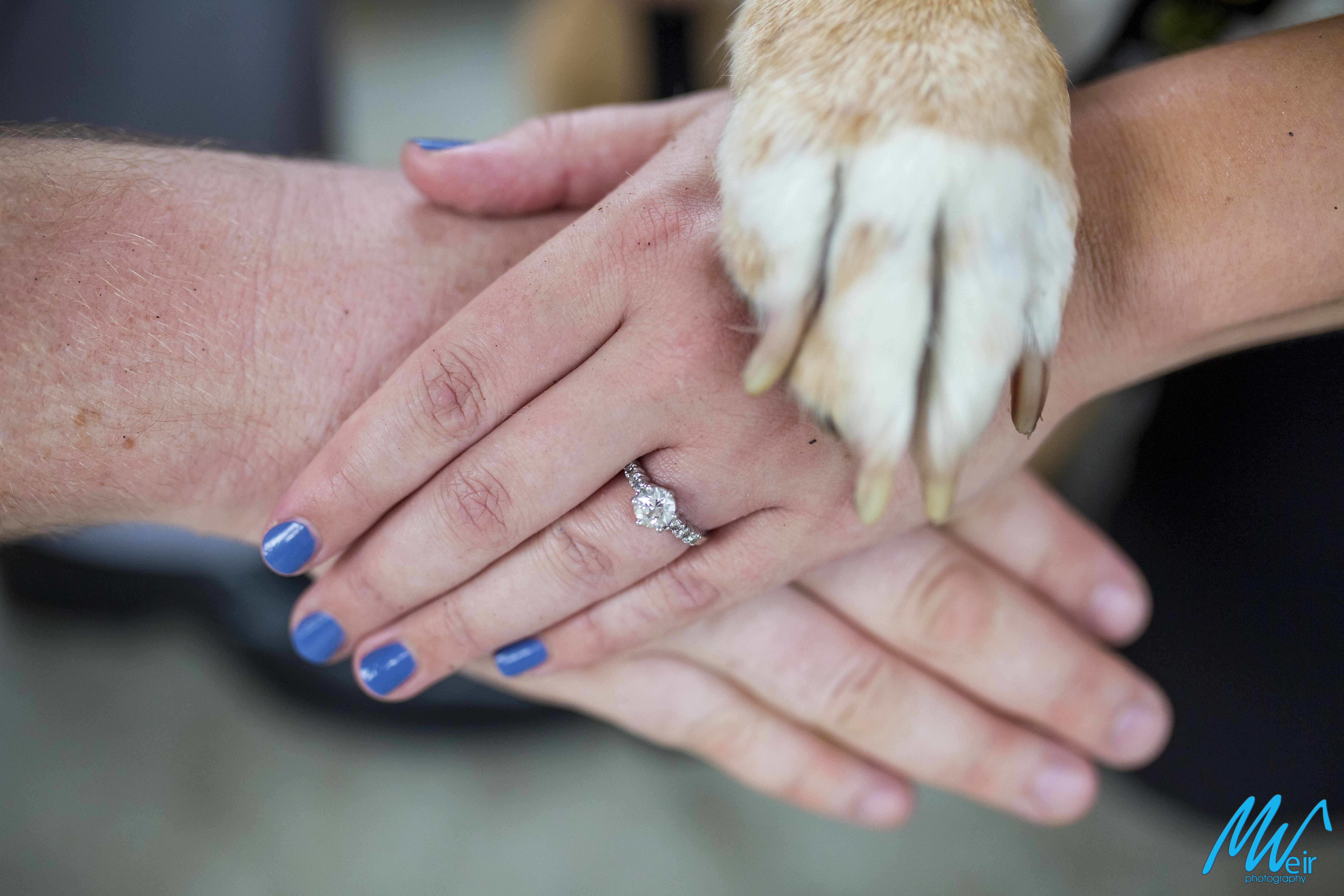 closeup of brides ring and hand with fiances hand and dogs paw