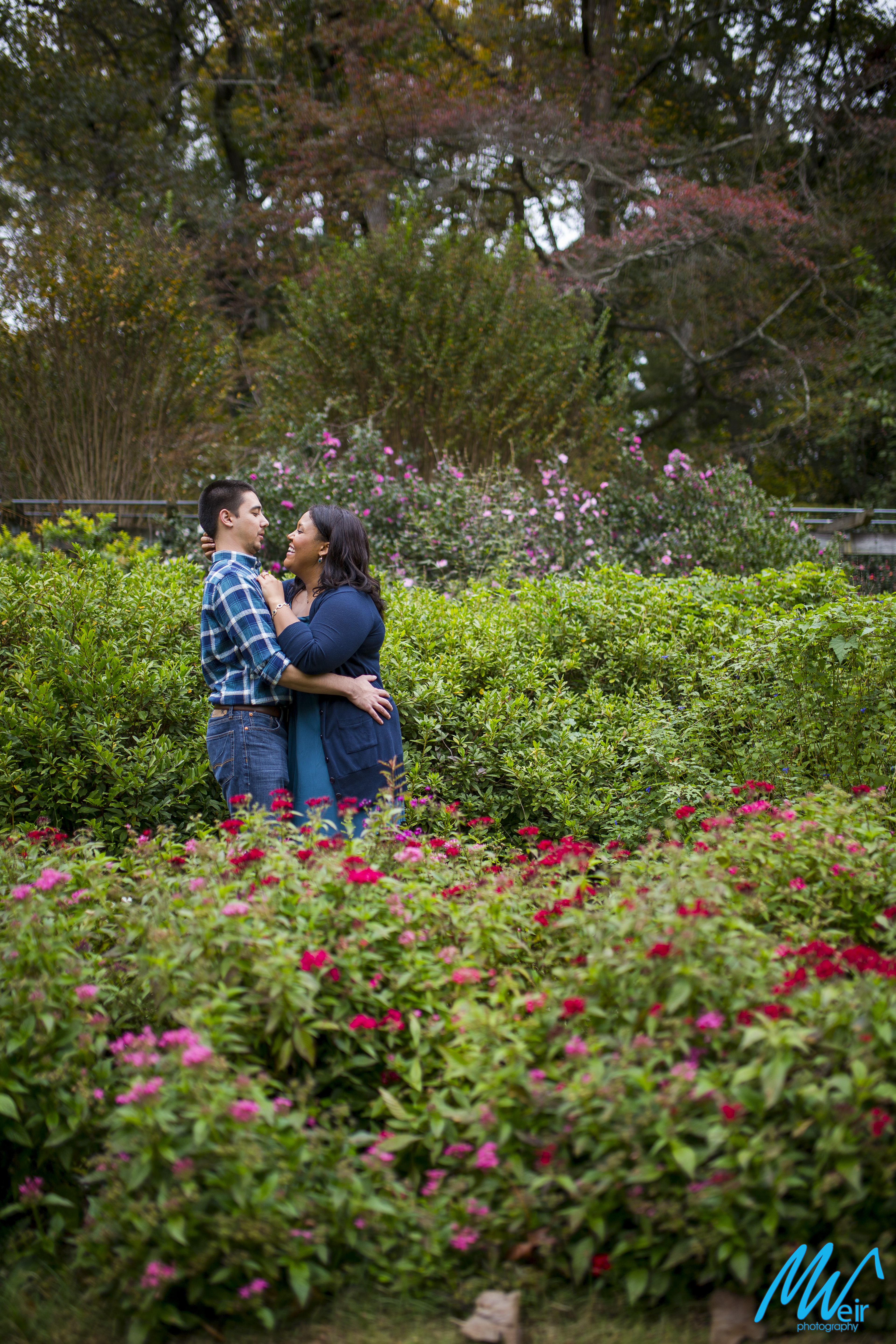 couple hug among pink rose garden