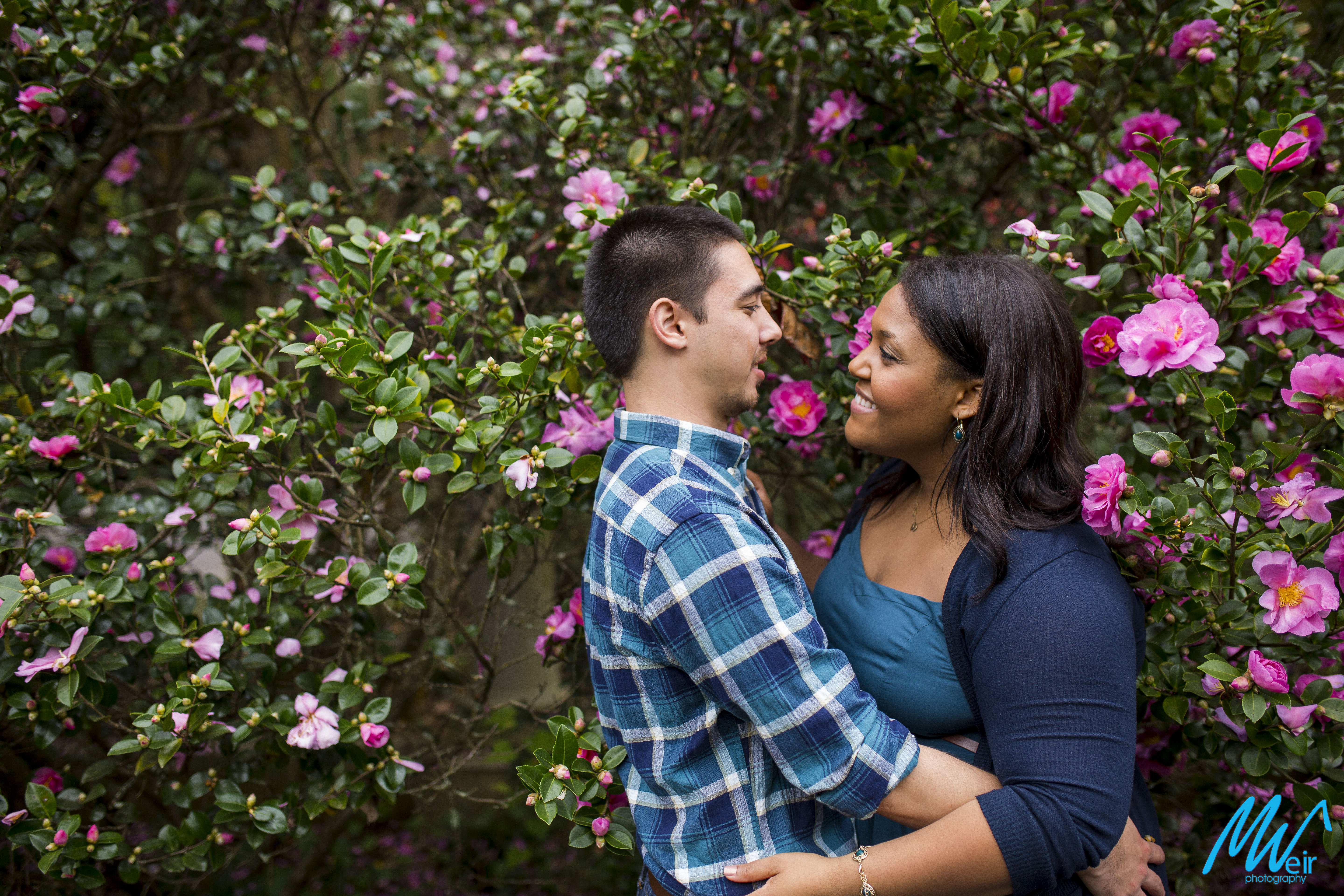 couple cuddle in pink flower bushes